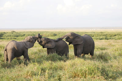 Elephants in a field, amboseli, kenya, africa