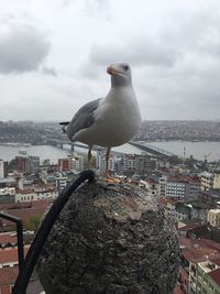 Seagull perching on a city against sky