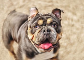 Close-up portrait of a dog