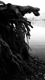 Close-up of driftwood on beach