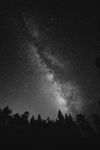 Low angle view of silhouette trees against milky way sky at night