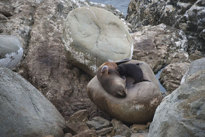 High angle view of sea resting on rock