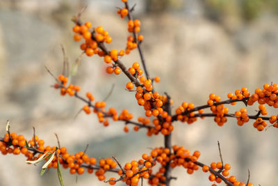 Close-up of orange berries on tree