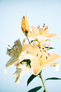 Close-up of yellow flowering plant against white background