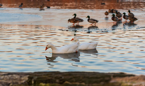 Swans in lake