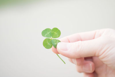 Close-up of hand holding leaves over white background