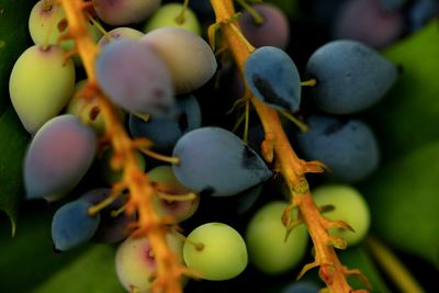 Close-up of berries growing on plant