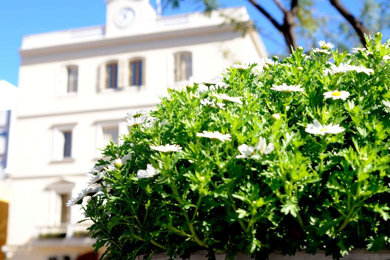 flower, building exterior, architecture, built structure, growth, tree, freshness, low angle view, fragility, plant, focus on foreground, blooming, sky, nature, day, outdoors, city, in bloom, white color, blossom