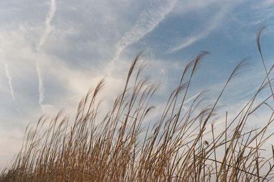 Close-up of stalks in field against sky