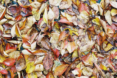 Close-up of fallen maple leaves