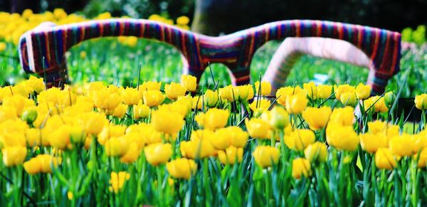 Close-up of yellow flowers in park