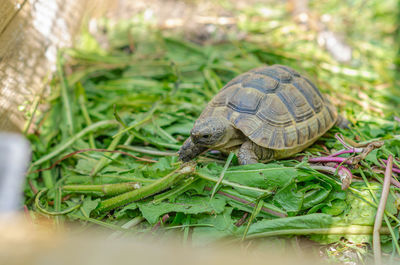 Greek turtles in aviary. enclosed natural environment for domestic turtles. breeding turtles.