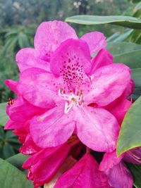 Close-up of pink flower