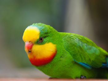 Close-up of parrot perching outdoors