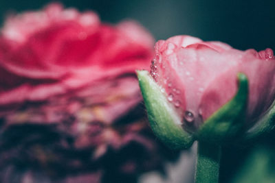 Close-up of pink flower