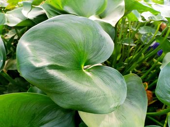 High angle view of flowering plant