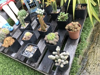 High angle view of potted plants in yard