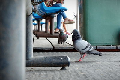 Pigeons perching on footpath