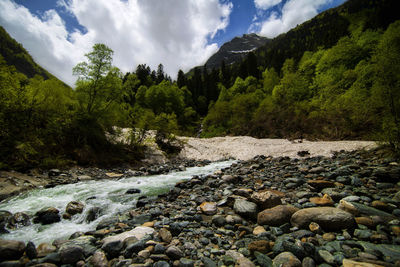 Scenic view of forest