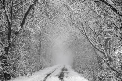 Road amidst trees in forest during winter