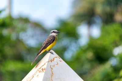 Tropical kingbird perching on post