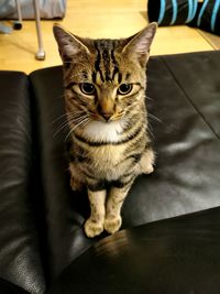 Close-up portrait of tabby cat