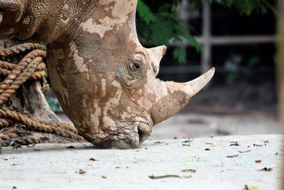 Close-up of animal in zoo