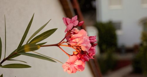 Close-up of pink flowers