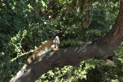 Cat relaxing on tree trunk