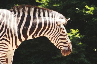 Close-up of zebra