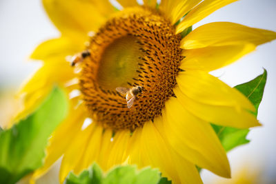 Close-up of sunflower