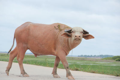 Cow standing on field against sky