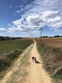 View of dog on dirt road