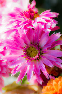 Close-up of pink flowers blooming outdoors