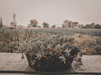 Dry plants on field against sky