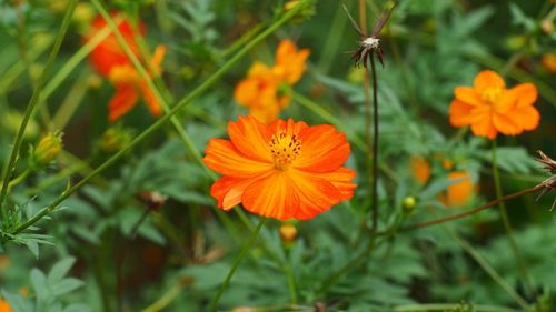 Close-up of orange flowers blooming outdoors