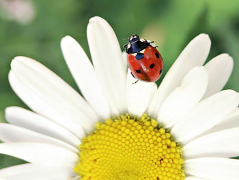 Close-up of ladybug on flower