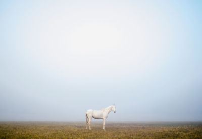 Horse standing on field against clear sky