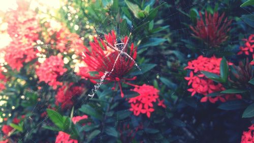 Close-up of red flowers growing on tree