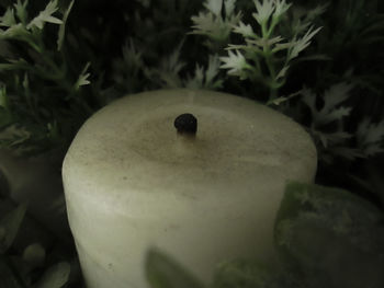 Close-up of apple growing in water
