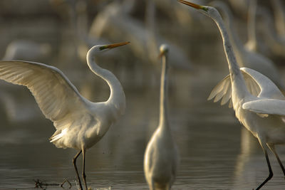 White birds flying over lake