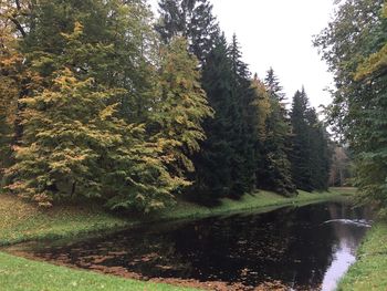 Scenic view of forest against sky