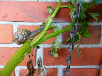 Close-up of insect on red brick wall