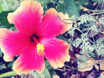 Close-up of pink flower