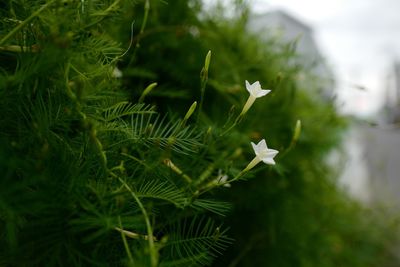 Close-up of flowers