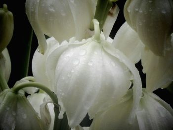 Macro shot of flowers