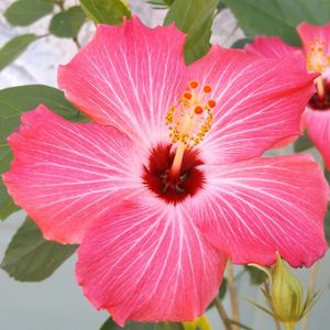 Close-up of pink flower blooming outdoors