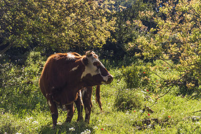 A herd of cows grazing on grass in front of a forest. travel concept hiking. north district israel