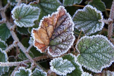 Close-up of frozen leaves during winter