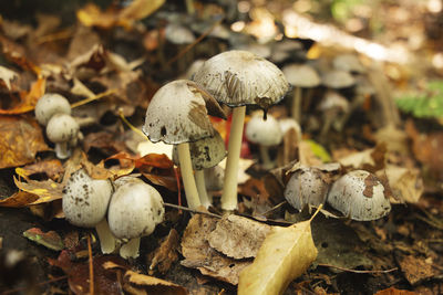 Mushrooms on forest floor in fall